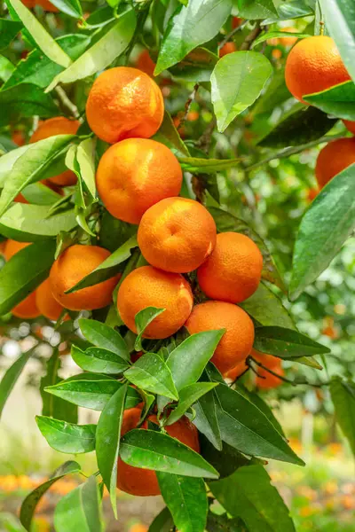Yeşillik Yaprakları Arasında Portakal Ağacında Olgunlaşmış Portakal Meyveleri Aşağıdan Görüntüle Stok Resim