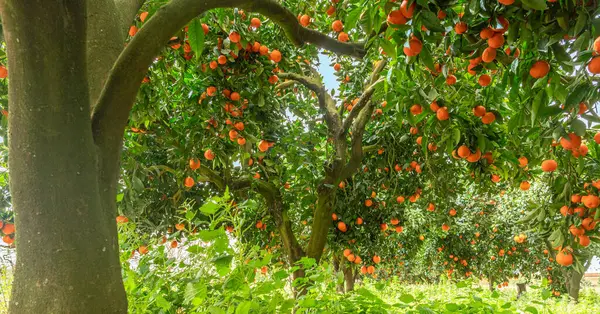 茶树或柑橘类柑橘完全覆盖着成熟的果实 果园里的大丰收 图库照片