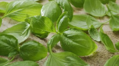 Tahta masadaki taze fesleğen yaprakları çerçevede yavaşça hareket eder. Projeleriniz için güzel baharat arka planınız var. Makro video çekimi.