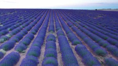 İspanya 'da yaz mevsiminde lavanta çiçekleri açan çiçek tarlaları. Lavanta yağı üretimi için bir çiftlik. Bir İHA 'dan hava görüntüsü.