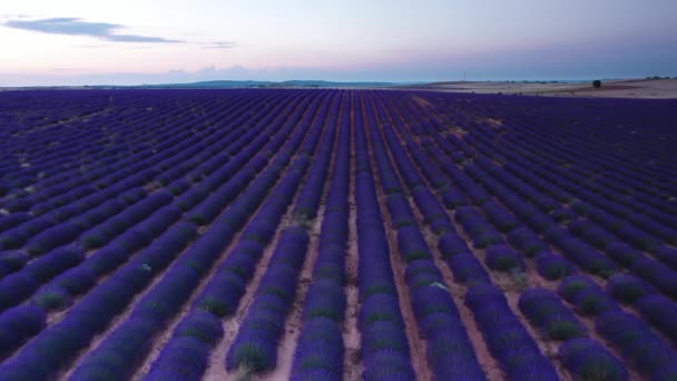 Цветущие Лавандовые Поля Голубыми Цветами Лаванды Летом Испания Ферма Производству — стоковое видео