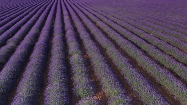 Spanya Yaz Mevsiminde Lavanta Çiçekleri Açan Çiçek Tarlaları Lavanta Yağı — Stok video