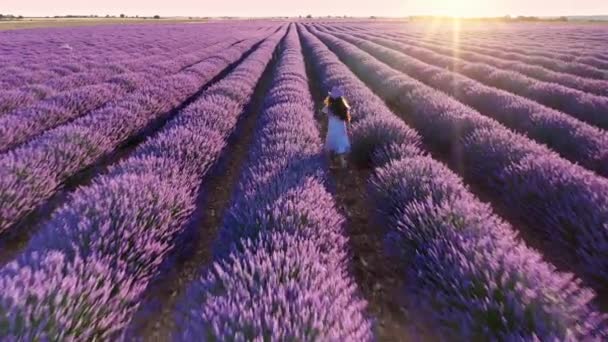 少女走在开着花的薰衣草地里 开着蓝色的薰衣草花 用于生产薰衣草油的农场 航空视图 — 图库视频影像