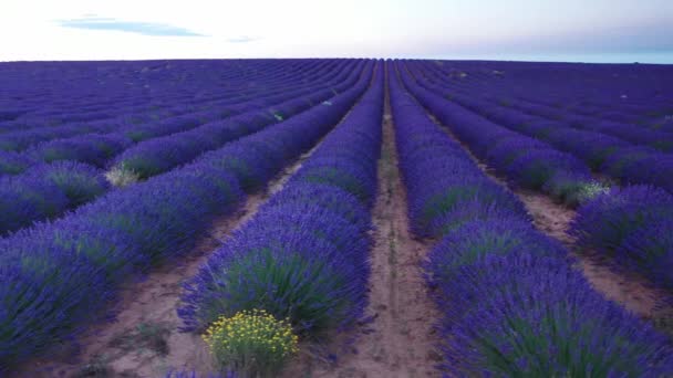 Blommande Lavendelfält Med Blå Lavendelblommor Sommaren Spanien Gård För Produktion Stockfilm