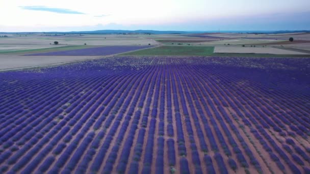 Цвіте Лавандовими Полями Блакитними Квітами Лаванди Влітку Іспанії Ферма Виробництва — стокове відео