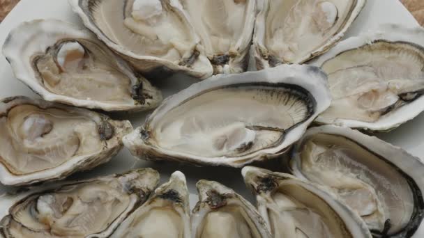 Fresh Raw Edible Oysters Popular Shellfish Seafood Close Mollusk Marine — Stock Video
