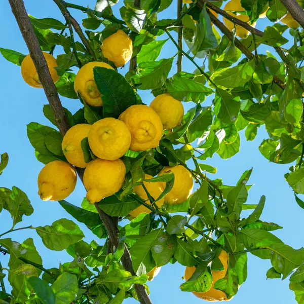 在柠檬树上成熟柠檬果实 背景为蓝天 从下面看 免版税图库照片
