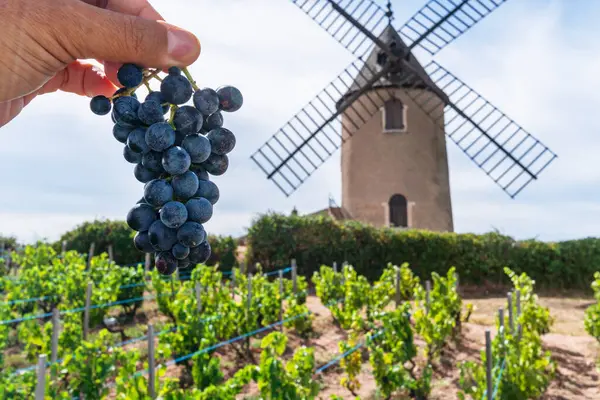 Wine Grapes Cluster Man Hand Close Vineyard Windmill Background Romanche ロイヤリティフリーのストック写真