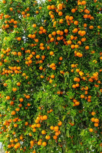 Apelsinträd Eller Citrus Sinensis Nästan Täckt Med Apelsiner Stor Skörd Royaltyfria Stockbilder