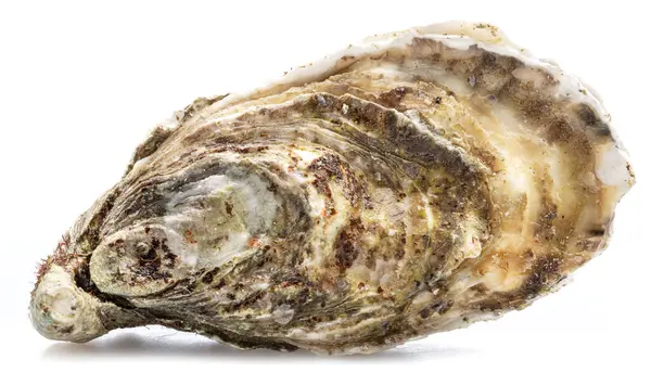Closed Raw Oyster Isolated White Background Delicacy Food Stockbild