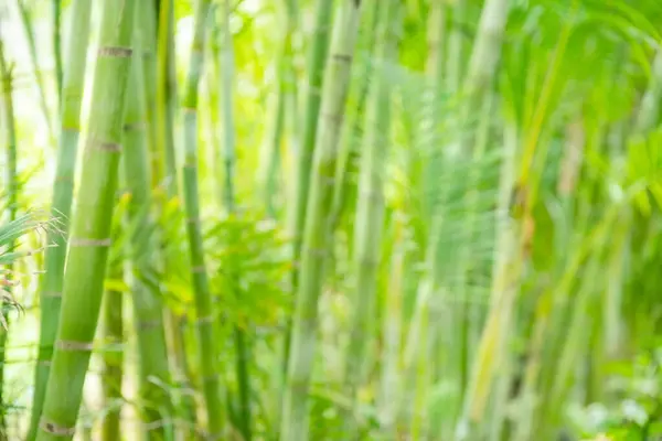 Bokeh Verde Bambù Culmi Foglie Verde Chiaro Modello Estate Tropicale Foto Stock Royalty Free