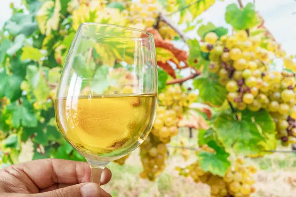 人の手の白ワインのガラスと背景のブドウの集まり ストック画像