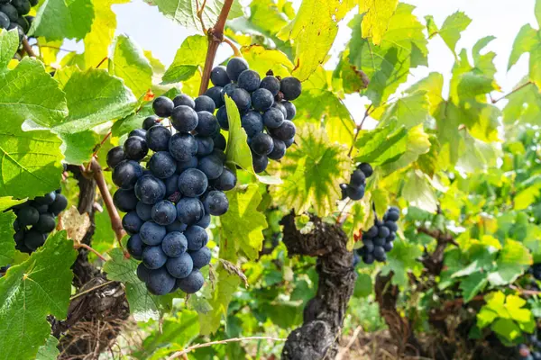 Gün Batımında Asmada Koyu Mavi Şarap Üzümleri Yaklaş Stok Resim
