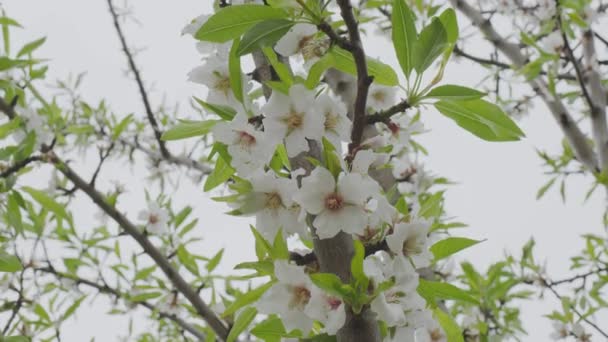 Цветущее Миндальное Дерево Покрытое Белыми Нежными Цветами Природа Видеоклип