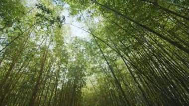 Yeşil bambu tarlaları ve yaprakları arasında takip eden kamera. Bambu ormanı geçmişi.