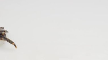 Yürüyen yengecin ya da hareket eden yengecin video görüntüsü.