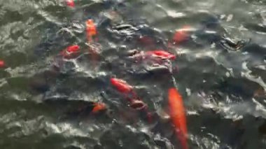 Renkli KOI balığı ya da havuzda yüzen Japon sazan balığı.. 