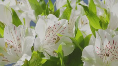 Alstroemeria Virginia çiçekleri. Kamera yumuşak beyaz taç yaprakları boyunca hareket ediyor.. 
