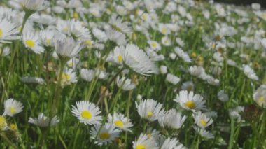 Papatya tarlası boyunca yavaş kamera hareketi.