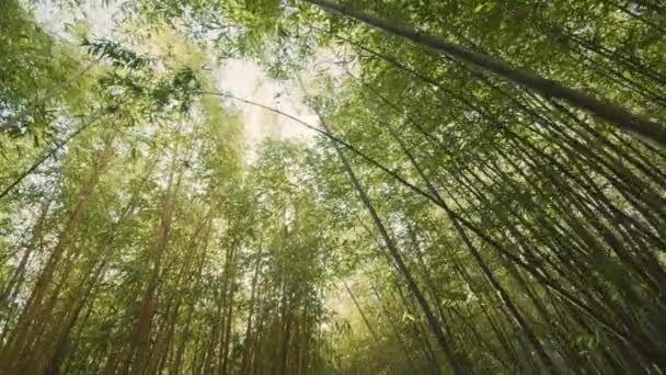 Камера Следует Между Зелеными Бамбуковыми Кулмами Листьями Бамбуковые Леса Стоковый Видеоролик