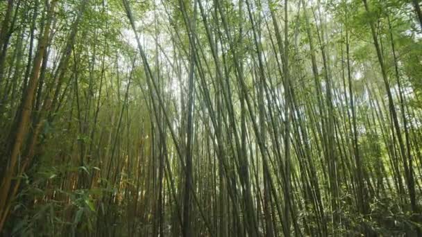 Камера Следует Между Зелеными Бамбуковыми Кулмами Листьями Бамбуковые Леса Стоковое Видео