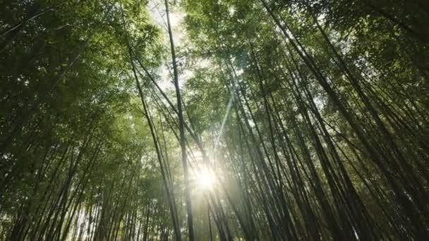 Камера Следует Между Зелеными Бамбуковыми Кулмами Листьями Бамбуковые Леса Видеоклип