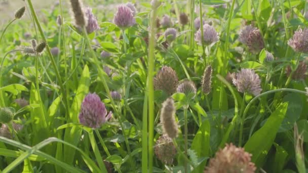 Virágzó Lóherék Vagy Futóvirág Fényképezőgép Virágszőnyeg Mentén — Stock videók