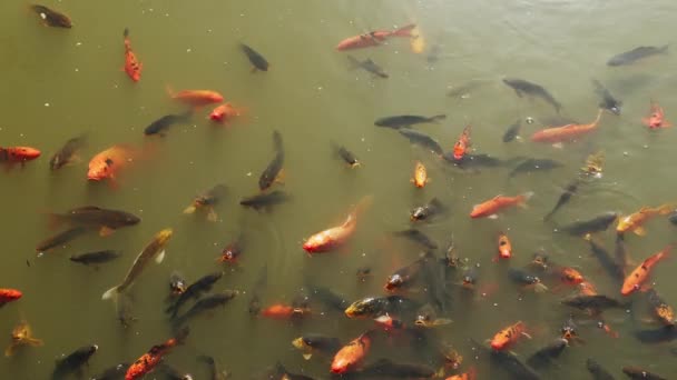 Colorful Koi Fish Japanese Carp Swimming Pond — Stock Video