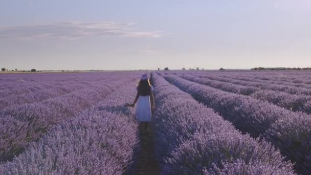 少女走在开着花的薰衣草地里 开着蓝色的薰衣草花 生产薰衣草油的农场 — 图库视频影像
