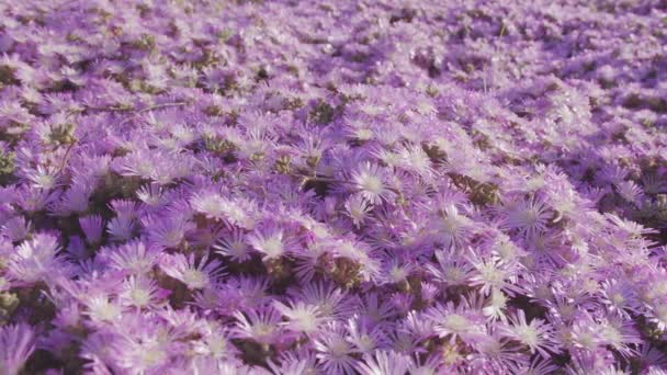Φυτά Πάγου Ροζ Λουλούδια Κάμερα Κινείται Κατά Μήκος Χαλί Λουλούδι — Αρχείο Βίντεο