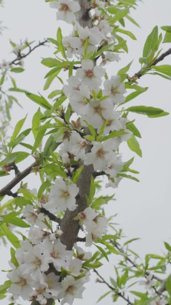 Blooming Almond Tree Covered White Tender Flowers Nature Background Vertical — Video Stock