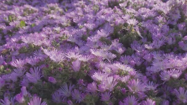 Φυτά Πάγου Ροζ Λουλούδια Κάμερα Κινείται Κατά Μήκος Χαλί Λουλούδι — Αρχείο Βίντεο