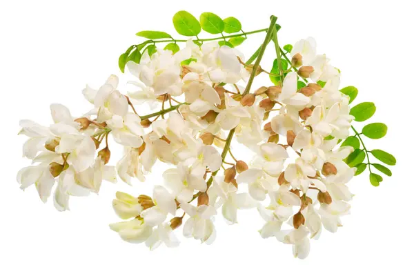 Raceme Blooming Acacia Flowers Green Leaves White Background File Contains — Stock Photo, Image