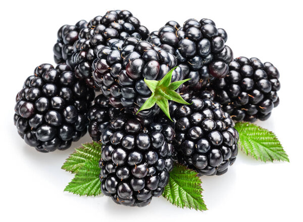 Черника и ежевика листья изолированы на белом фоне. 