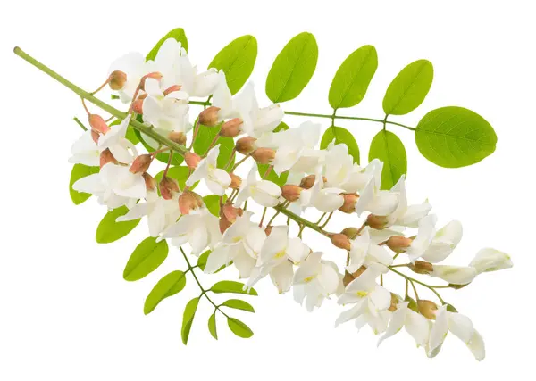Racème Fleurs Acacia Fleurs Avec Des Feuilles Vertes Sur Fond Images De Stock Libres De Droits