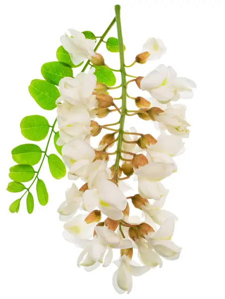 Raceme Flores Florecientes Acacia Con Hojas Verdes Sobre Fondo Blanco Imagen De Stock
