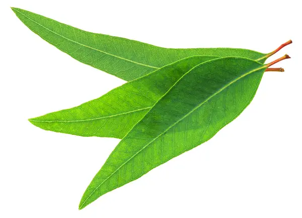 Fresh Eucalyptus Leaves White Background File Contains Clipping Paths Royalty Free Stock Photos