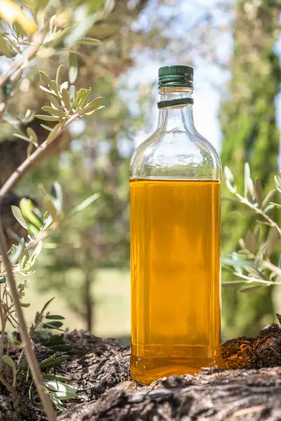 オリーブオイルのボトルは庭のオリーブの木の枝にあります 輝かしい自然の背景 ロイヤリティフリーのストック画像