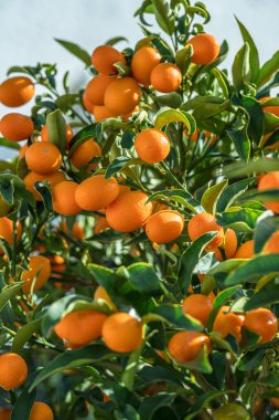 Kumquat şubesi tamamen olgun kumkatlarla kaplıdır..