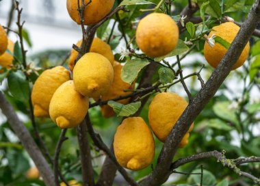 Limon ağacında olgun limon meyveleri yakın plan..