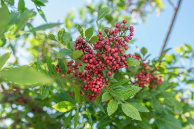 Peru biber ağacı dalında taze pembe biber. Arkaplanda yeşil yapraklar.