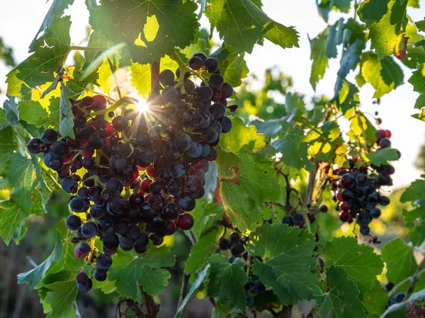 Wine Grapes Vine Sunset Light Closeup Stock Photo