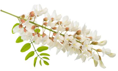 Beyaz arka planda yeşil yapraklı akasya çiçekleri. Dosya kırpma yolu içeriyor.