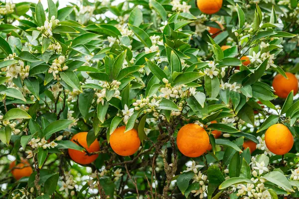 stock image Ripe orange fruits on orange tree between lush foliage. View from below.