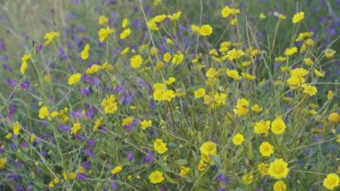 Çayırdaki papatya çiçekleri ya da çayır çiçekleri, yakın plan. Çayırın Bokeh doğal arkaplanı.