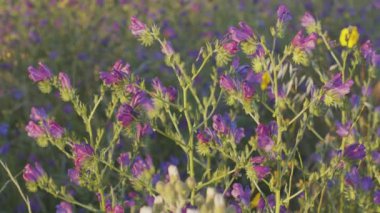 Mor kır çiçekleri ya da çayırdaki çayır çiçekleri, yakın plan. Çayırın Bokeh doğal arkaplanı.