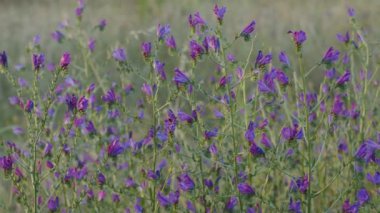 Mor kır çiçekleri ya da çayırdaki çayır çiçekleri, yakın plan. Çayırın Bokeh doğal arkaplanı.