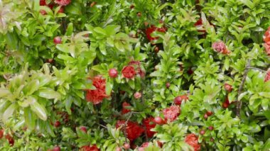 Çiçek açmış nar ağacı gibi. Nar ağacının narin kırmızı çiçekleri. Gerçek zamanlı..