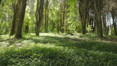 Tropikal sık ormanın yemyeşil içinde yavaş çekim kamerası. Projeleriniz için harika bir geçmiş..