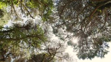 Sihirli ormandaki yavaş çekim kamerası ve yemyeşil ağaç tepeleri. Projeleriniz için yeşil arkaplan.